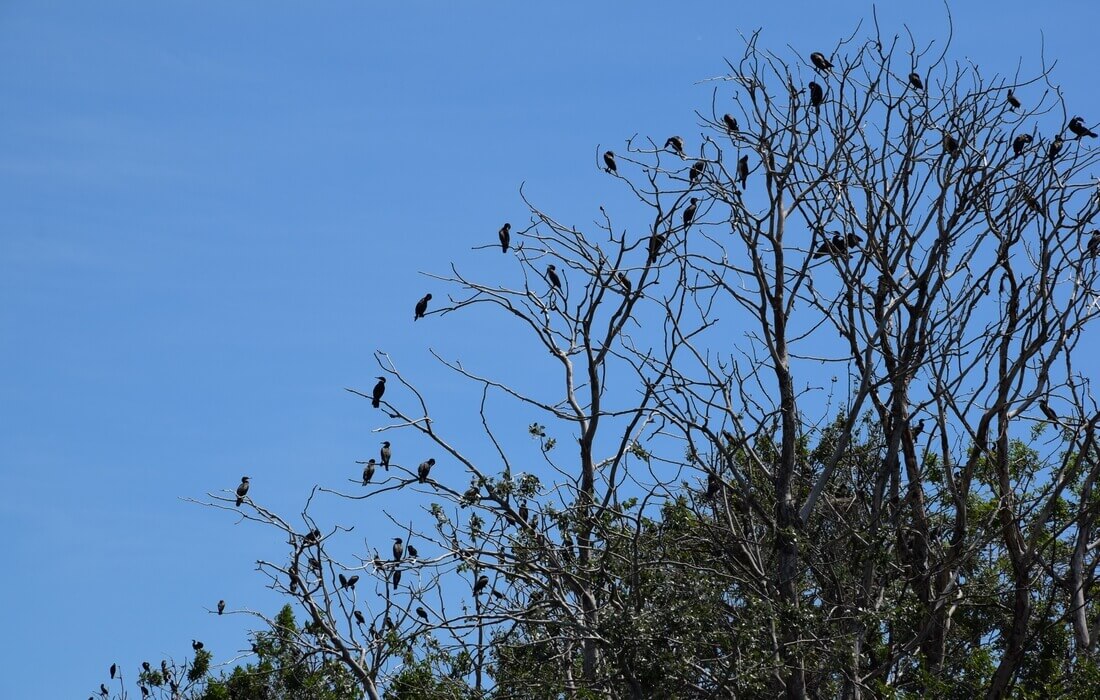 Kopacki rit with the largest colony of cormorants in Croatia